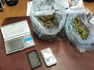 caronno serra marijuana