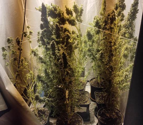 caronno serra marijuana