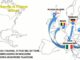 morazzone frode offshore