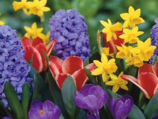 magnago concorso giardini fioriti