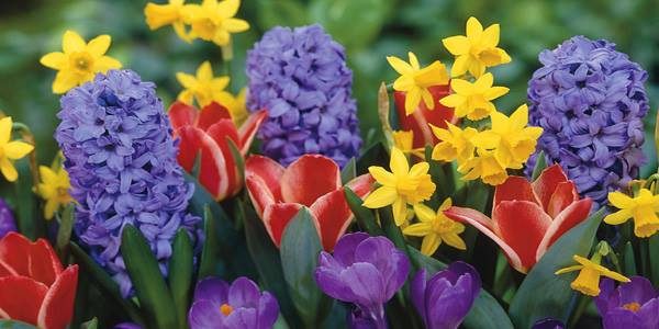 magnago concorso giardini fioriti