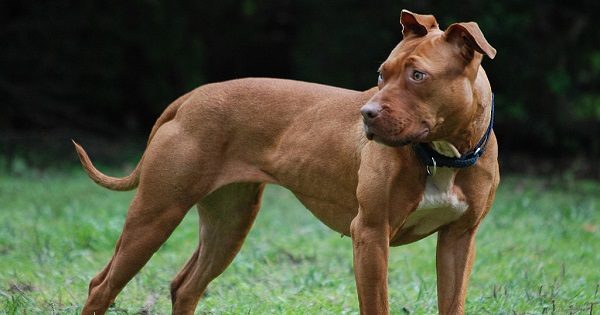 busto pitbull polizia