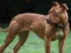 busto pitbull polizia