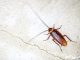 casorate invasione scarafaggi