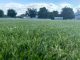Gallarate Cedratese erba sintetica