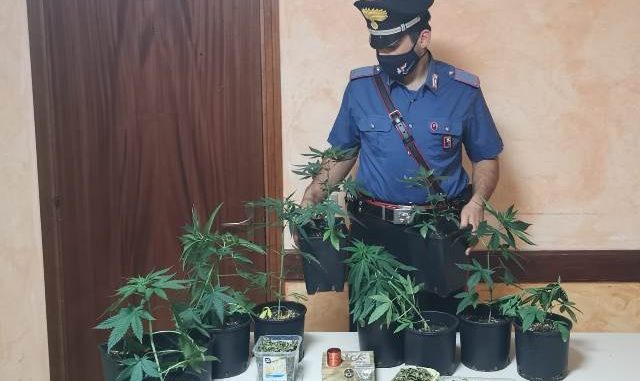 castelveccana serra marijuana