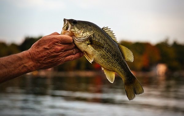 lago maggiore pesce persico