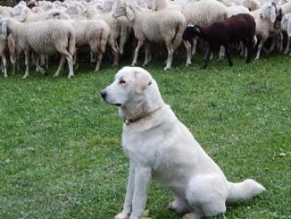 varese escursioniste cane gregge