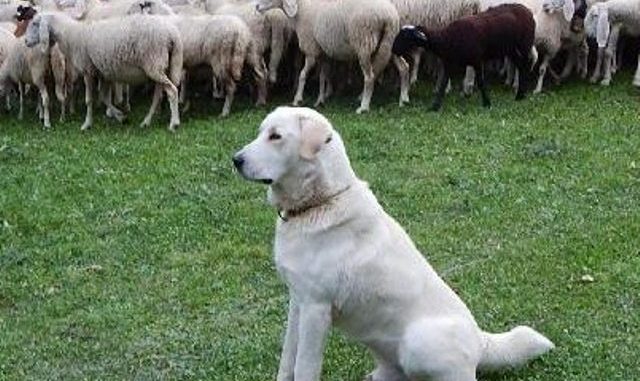 varese escursioniste cane gregge