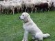 varese escursioniste cane gregge