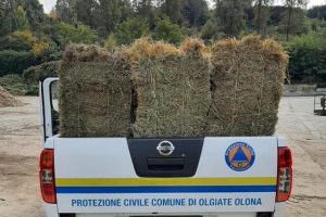 olgiate prociv animali