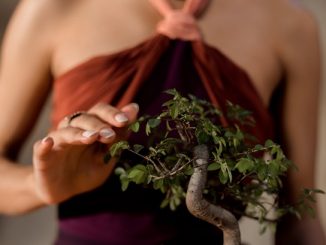 castellanza amici bonsai mostra
