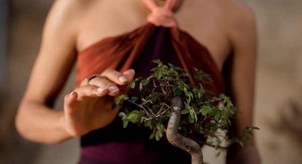 castellanza amici bonsai mostra