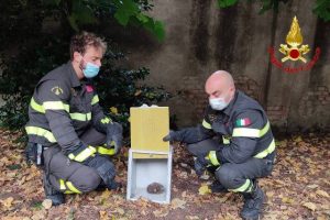 saronno riccio vigili fuoco