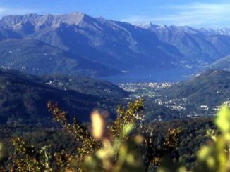 varese mafia indagine dda