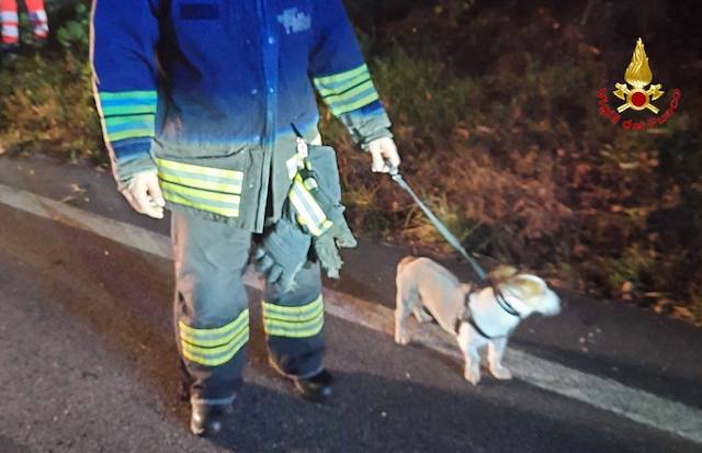 Germignaga incidente frontale cane