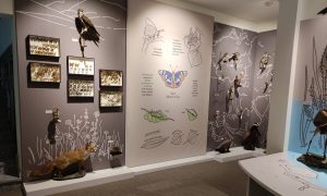 Clivio museo