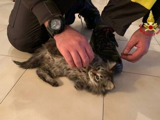 cittiglio gatto salvato