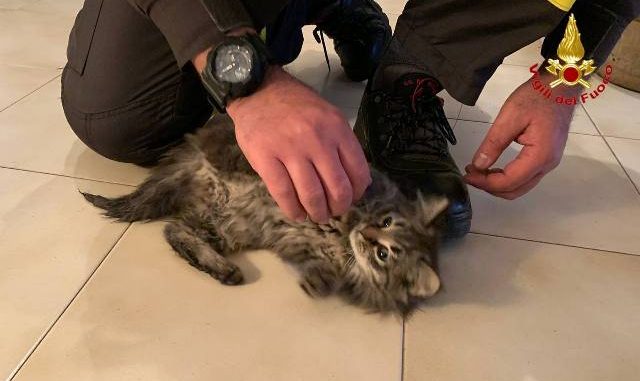 cittiglio gatto salvato