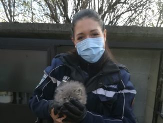 castanoprimo polizialocale sequestro veicoli