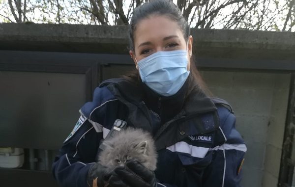 castanoprimo polizialocale sequestro veicoli