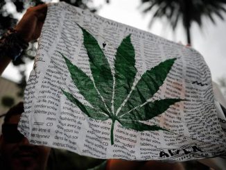 lodi cannabis politica