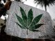 lodi cannabis politica