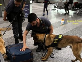 malpensa marijuana sequestrata
