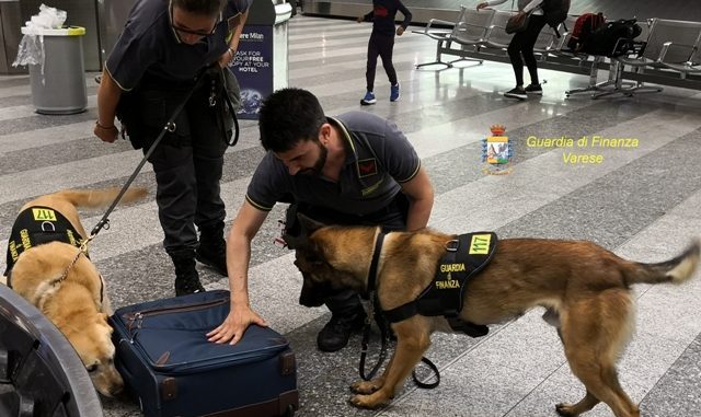 malpensa marijuana sequestrata