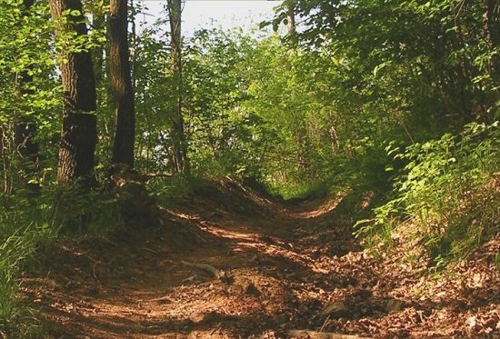 parco pineta interventi sindaci