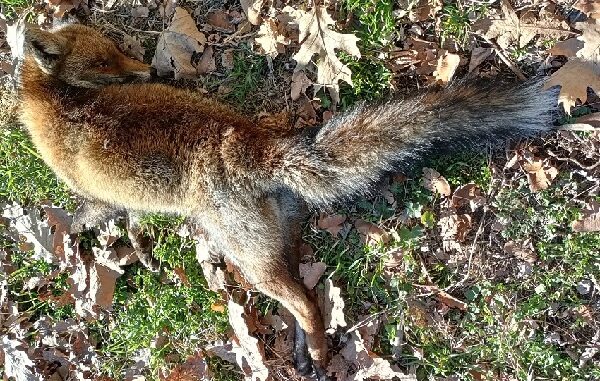 legnano volpi conigli animali