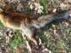 legnano volpi conigli animali