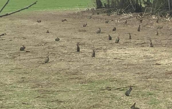 legnano conigli parco altomilanese