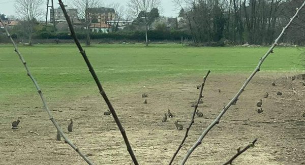 conigli animalisti parco altomilanese