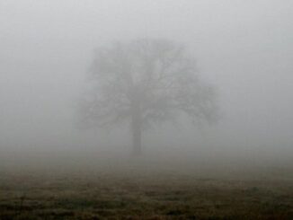 nebbia cielo temperatura media