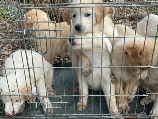 busto cuccioli abbandonati