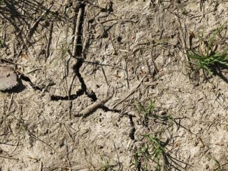 allarme coldiretti acqua cibo