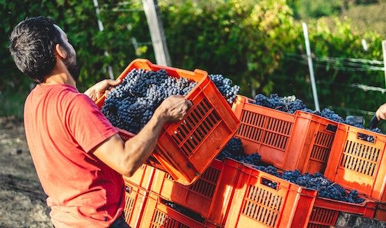 varese coldiretti agricoltura lombardia