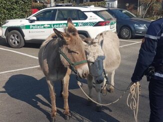 nosate asini polizialocale animali