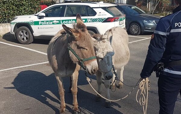 nosate asini polizialocale animali