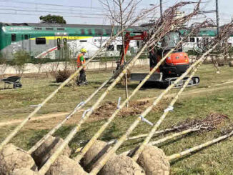 Malpensa milano alberi piantatali