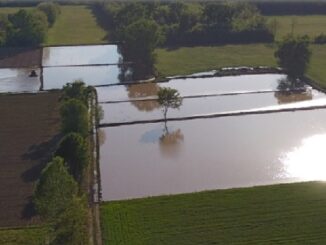 canegrate parco roccolo lavori