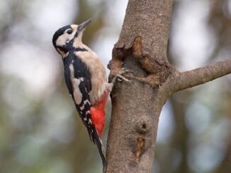cerromaggiore birdwatching natura parco picchio rosso maggiore