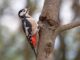 cerromaggiore birdwatching natura parco picchio rosso maggiore