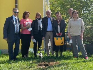 vanzaghello albero bosco scuola