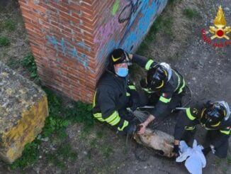somma salvataggio capriolo
