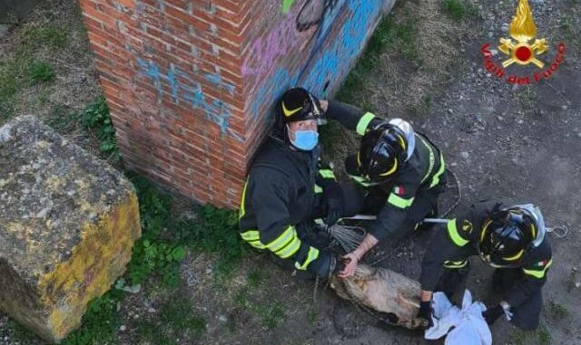 somma salvataggio capriolo