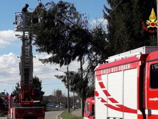 varese vento incendi piante
