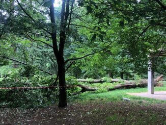 legnano crollo albero parco