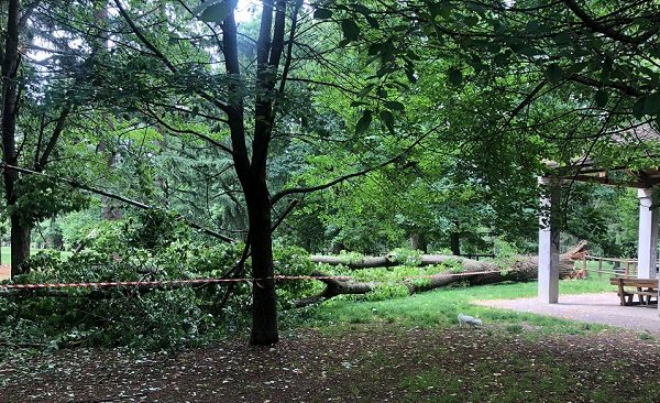 legnano crollo albero parco